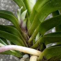 不老白を産んだ親木