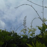 台風4号の発生…関東の梅雨明けは？ (-＿-)ｳｰﾑ　