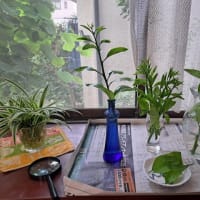 アゲハの幼虫、孵ってます