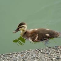 今年もカルガモのヒナが生まれました！（板橋区立見次公園 2025.5.18撮影）