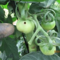 空芯菜とトマトが早くも虫にやられた