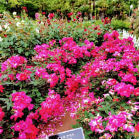 薔薇と遊ぶ