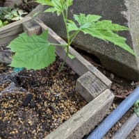 暑さが和らいだので庭を片付ける。
