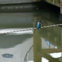 お写んぽ＊６月・いつもの公園　P4−２