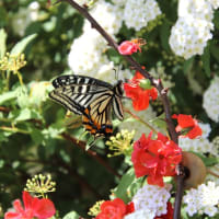 ボケの花とコデマリにアゲハチョウ
