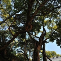 日本最古の楠