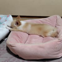 おニューのパソコンはいいね！