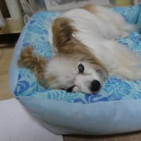 ぷくのご飯がお気に入り？