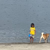 朝のお台場。柴犬の海水浴‼️