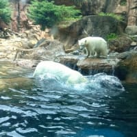 ホッキョクグマの赤ちゃん初展示　5/14水曜日