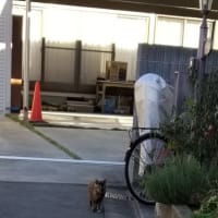 クリンへの想いは尽きなくて・・・284