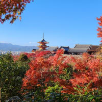 京都の紅葉を見に
