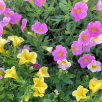 『久我山歳時記』（66）〜夏至はこんなに暑かったかな？