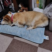 一瞬ビビった・・・