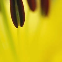 私の大好きなお花畑１