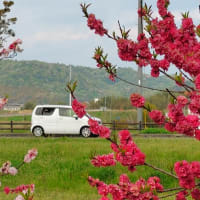 花桃が満開でした～