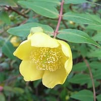 季節の花「金糸梅 （きんしばい）」