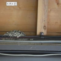 ツバメに励まされて
