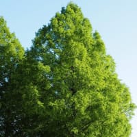 新緑 のメタセコイア並木