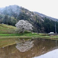 【　一本桜のライトアップを撮る　】