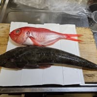 娘、魚をさばく練習
