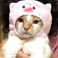 ６月２８日　思わず吹き出す被り物