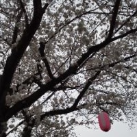 満開の桜です！