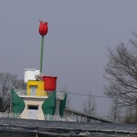 砺波チューリップフェア―