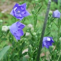 ♪りんりんりんどぉぉ♪の「２色リンドウ開花」。