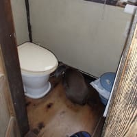 今日の畑 こんにちは江崎遊子です
