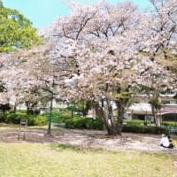 桜が舞い散り、幻想的でした。新緑の季節へ◆「糖質疲労」？