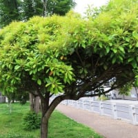 鳳公園から中ノ池