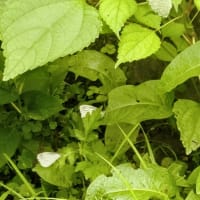ワイルドだぜ〜