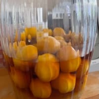 怒り浸透なので　と　梅仕事