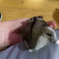 ハムスターとたわむれる