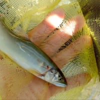 【釣】解禁日に空振って前日のリベンジに挑む　（2025/06/29　鮎　益田川）