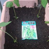 発芽しました