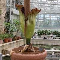 ショクダイオオコンニャク 　神代植物公園