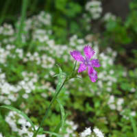 植栽の花　ホタルブクロ　ススキの株の中に咲きました