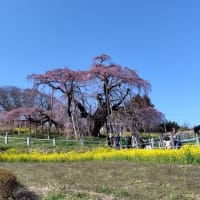 桜紀行　その１「三春の滝桜」