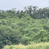 万緑