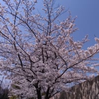 桜の大木が倒れ大けが日本中で進む「桜の高齢化」ソメイヨシノは樹齢60年ほどで倒木リスク増大