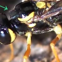 タマヌキケンヒメバチの産卵