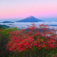 天空のレンゲツツジと富士山