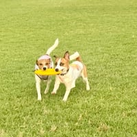ASDCに向けて