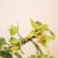 キバナノセッコク　花変わり品種の紹介