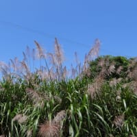 20日も早い梅雨明け・・・2025年6月