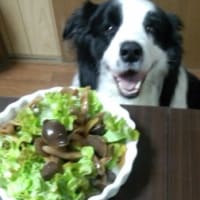 僕のとちゃうで