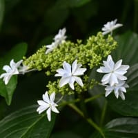 下仁田あじさい園・小野池あじさい公園等