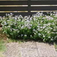 咲き続けて満開の花と咲き始めて秋を感じる花と